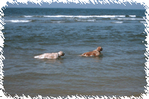 Aaron und Anka, Golden Retriever im Wasser